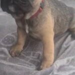 Girl French bulldog