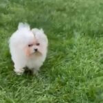 Maltese girl
