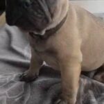 ready now french bulldog