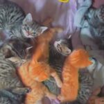 happy healthy kittens
