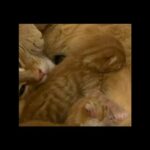 Ginger European short hair male kitten