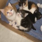 beautiful kittens looks for forever home
