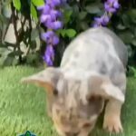 ? LILAC TAN MERLE x1 FLUFFY ?(MALE)
