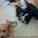 Cockador puppies