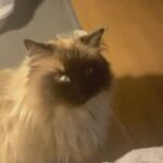 Beautiful extremely large 1 year old Ragdoll