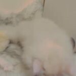 Persian/Persian Chinchilla