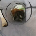 1 fluffy ginger male left available