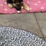 German Shepherd Puppy READY white female dark male