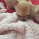Beautiful Baby Chihuahuas ready to on 12th of May