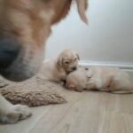 ?pedigree Golden retriever puppies ?