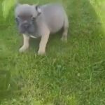 ? LILAC FAWN CARRYING ISABELLA (FEMALE)Leeds ?