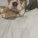 ? Lilac Tan Merle Fluffy Male (LEEDS) ?