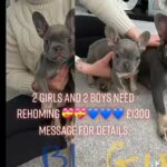 French bulldogs