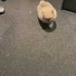Quality  Pomeranian  puppies KC