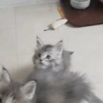 Pure TICAregistered Maine coon kittens