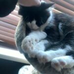 Maine coon