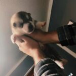 Siberian Husky Puppies