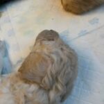 Stunning teddy like F1b labradoodle