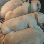 9 beautiful bundle of Golden retriever puppies