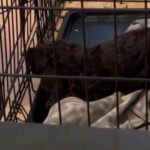 cockapoo