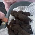 F1 cockapoo puppies