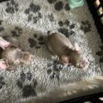 French bulldogs