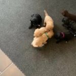 Cavapoo F1 B puppies