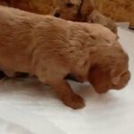 Cockapoo F2 puppies