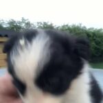 Pure bred Border collie puppies