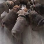 READY NOW FRENCH BULLDOG