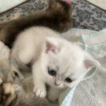 Silver and Gold babies