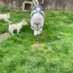KC reg Siberian Husky