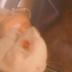 I would like to sell my bunny