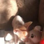 Cornish rex kittens for sale