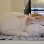gorgeous male Scottish fold male
