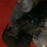 Mali x bully pups