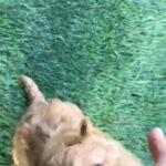 cavapoo
