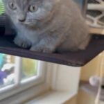 British shorthair