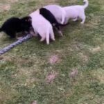German Shepherd Pups White. Tan Black READY
