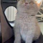 British Lilac Shorthair kitten