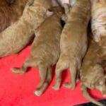 f1b cavapoos
