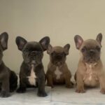 French bulldog  puppies