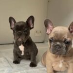 French bulldog puppy