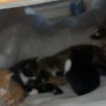 kittens for sale