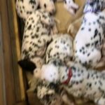 Dalmation puppies