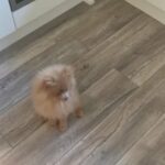 chocolate/ lilac male Pomeranian for sale