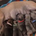 lovely french bulldog puppies