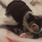 kittens for sale