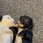lhasapoo puppies