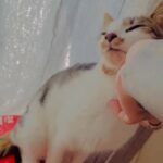 Luna cat 1 year